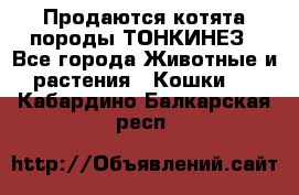 Продаются котята породы ТОНКИНЕЗ - Все города Животные и растения » Кошки   . Кабардино-Балкарская респ.